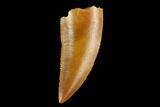 Serrated, Raptor Tooth - Real Dinosaur Tooth #124858-1